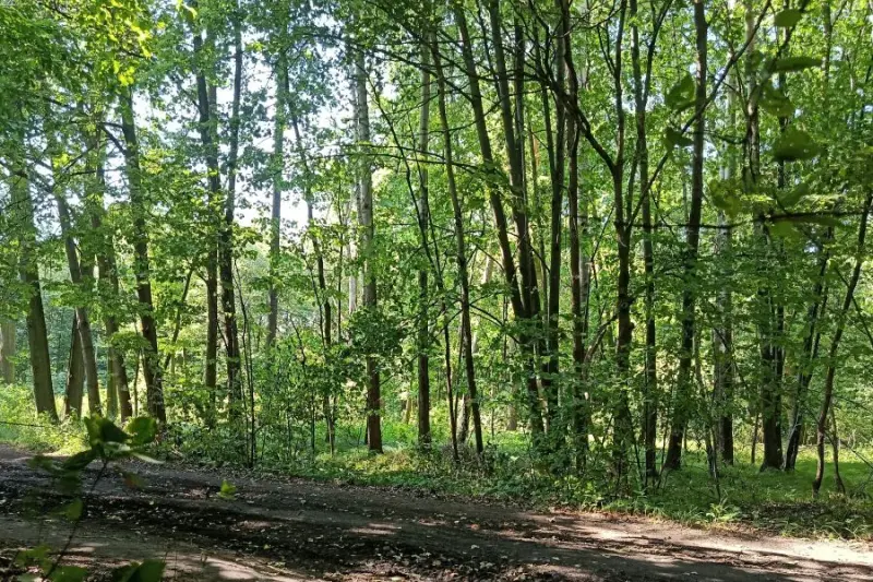 Przez zmiany klimatu drzewa produkują coraz mniej nasion